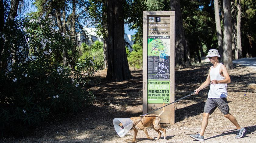 Lisboa celebra 90 anos do Parque Florestal de Monsanto com atividades abertas à população