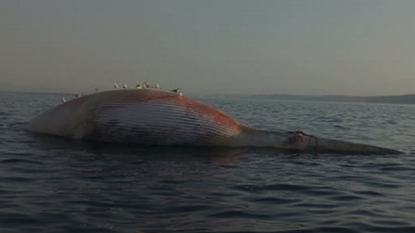 Baleia morta deu à costa na praia da Fonte da Telha