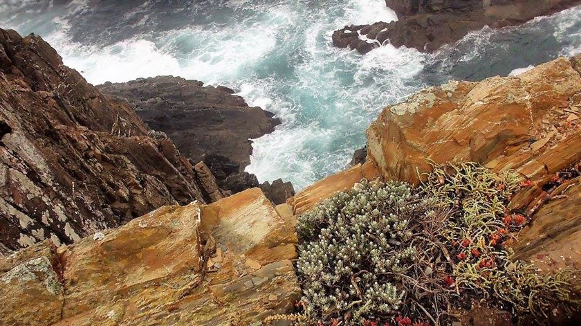 Cabo Sardão, um dos locais escolhidos para a monitorização da paisagem sonora da costa alentejana. Foto: Rosário Silva/RR