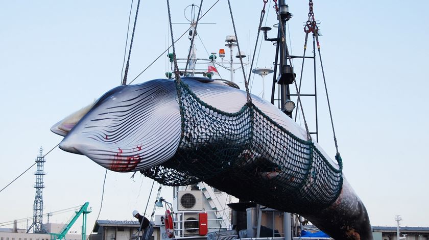 Caça à baleia no Japão. Foto: Jiji Press/EPA