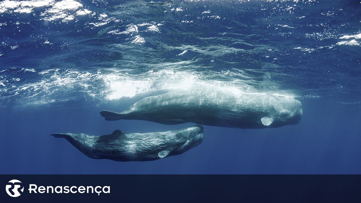 Mineração no mar dos Açores é "altamente ameaçadora" da biodiversidade marinha