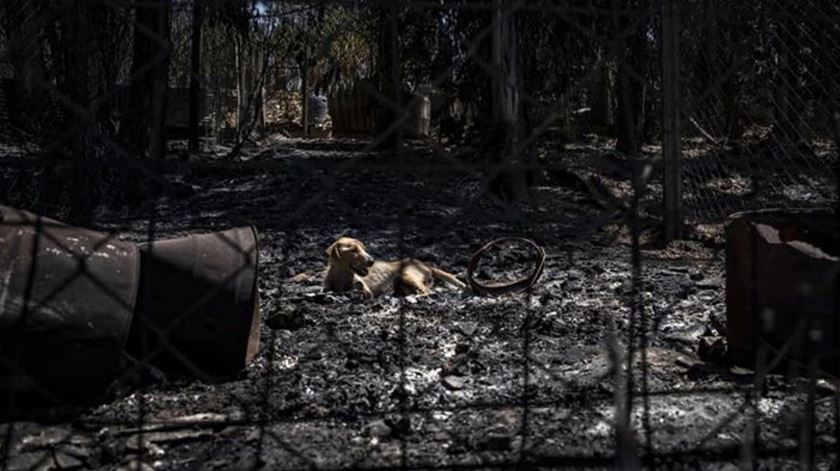 Cão em abrigo que ardeu em Santo Tirso. Foto: Facebook Pelos animais de Santo Tirso