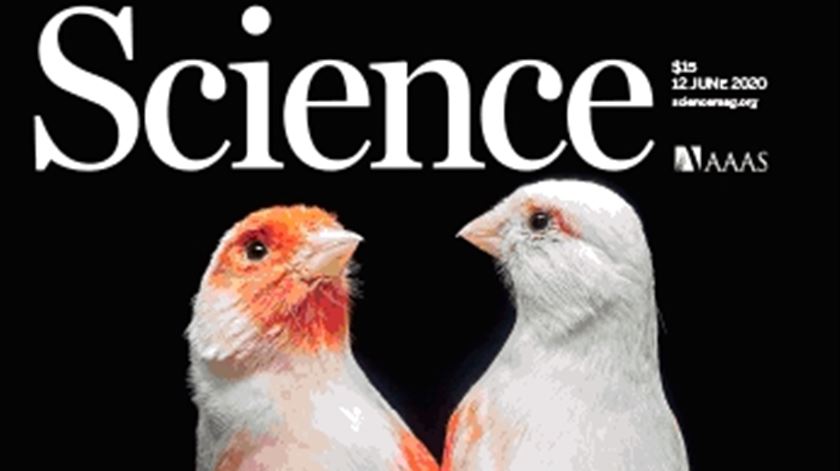 Investigação portuguesa sobre evolução das aves na capa da revista Science