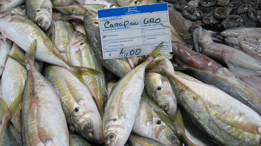 Pesca do carapau proibida a partir desta terça-feira