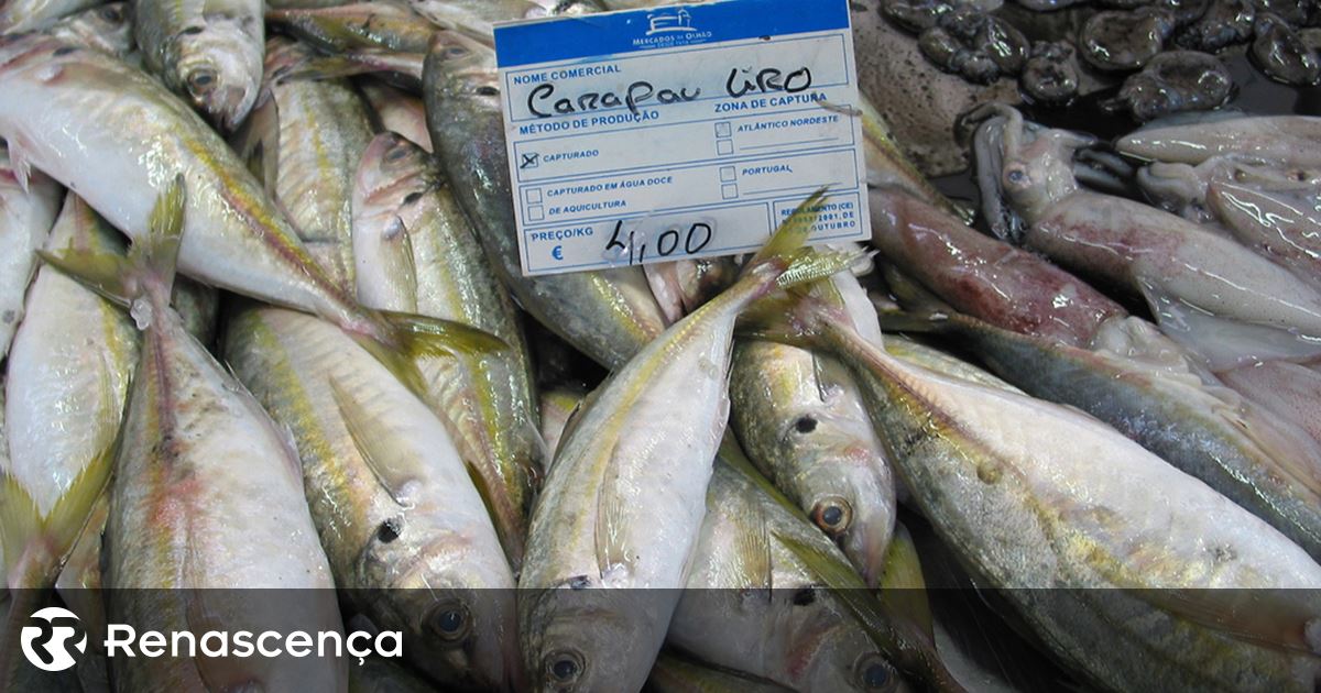 Portugal esgota quota da pesca do carapau esta terça-feira