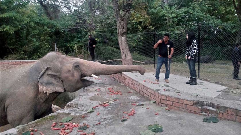Cher e o elefante "Kaavan" no jardim zoológico de Islamabad. Foto: Sohail Shahzad/EPA