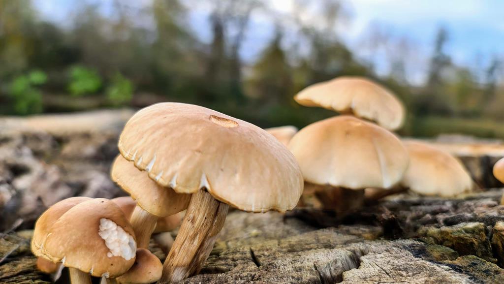 Cogumelos contaminados por fungos e bactérias? Isso é possível?, Dicas  Cursos CPT