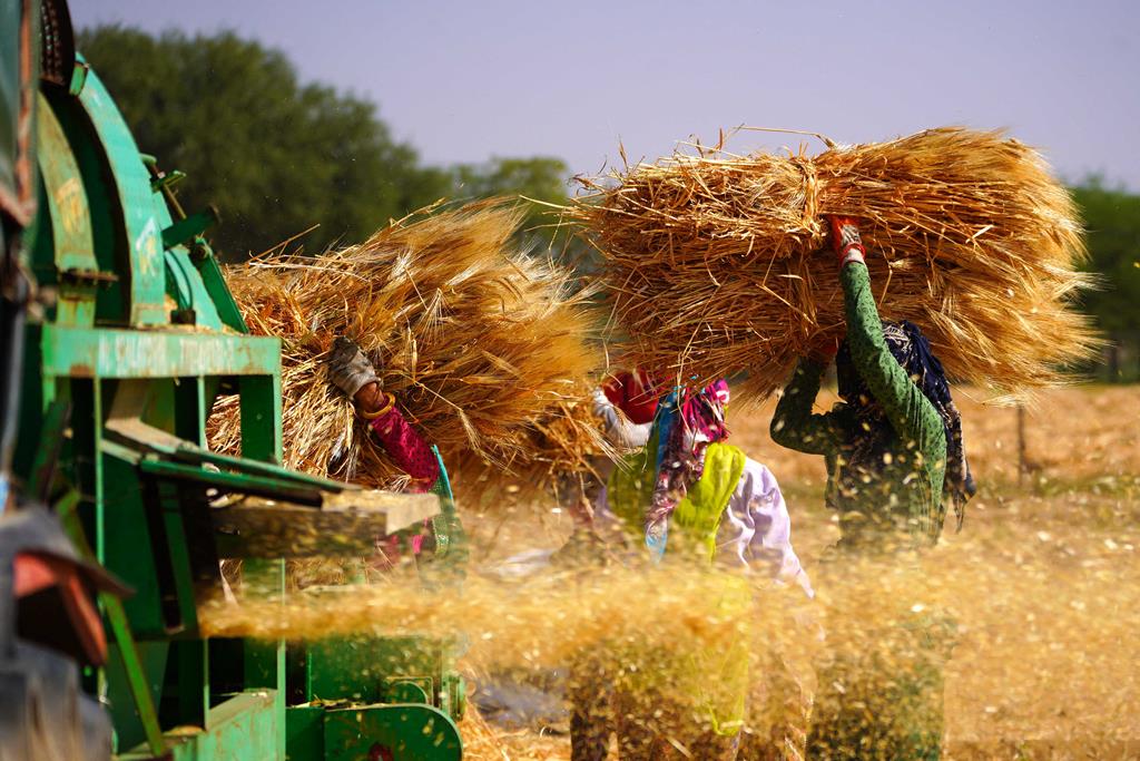 A Índia é um dos mercados alternativos à Ucrânia e aumentou as exportações de trigo Foto: ABACA via Reuters Connect