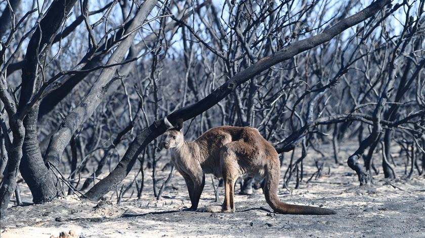 Cangaru sobrevive ao incêndio no Flinder Chase National Park. Foto: David Mariuz/EPA