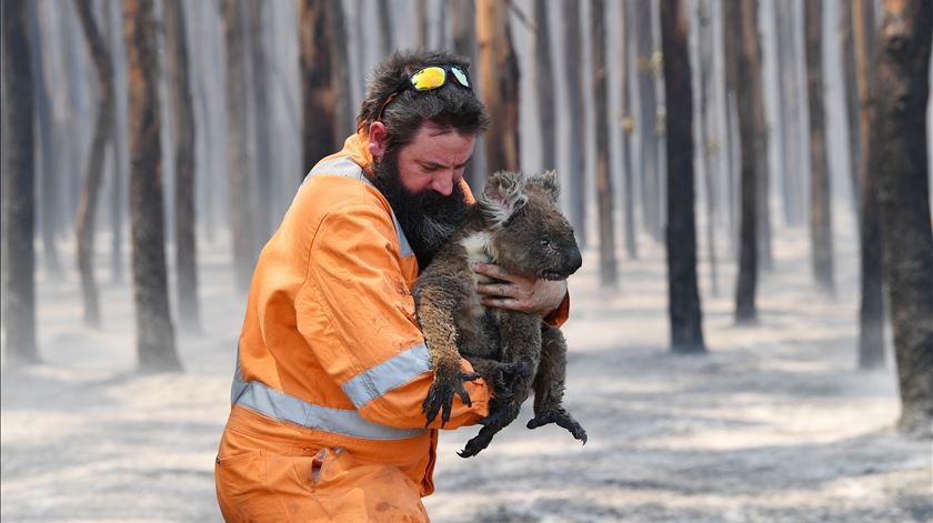 Bombeiro resgata coala numa floresta perto de Cape Borda. Foto: David Mariuz/EPA