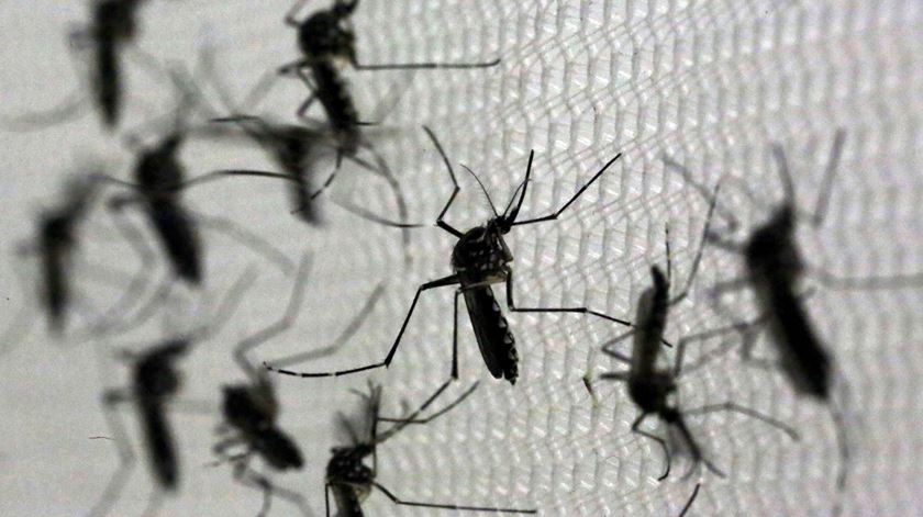 Brasil em alerta devido ao aumento de casos de dengue