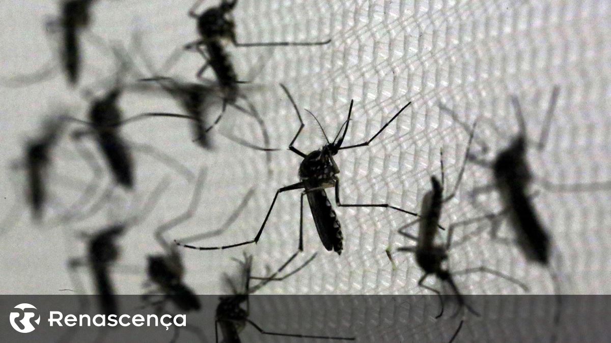 Dengue pode aumentar na Europa à boleia dos Jogos Olímpicos, alerta OMS