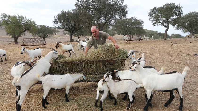 “Há explorações agrícolas sob ameaça de encerrar”, dizem agricultores de Trás-os Montes, Douro e Minho