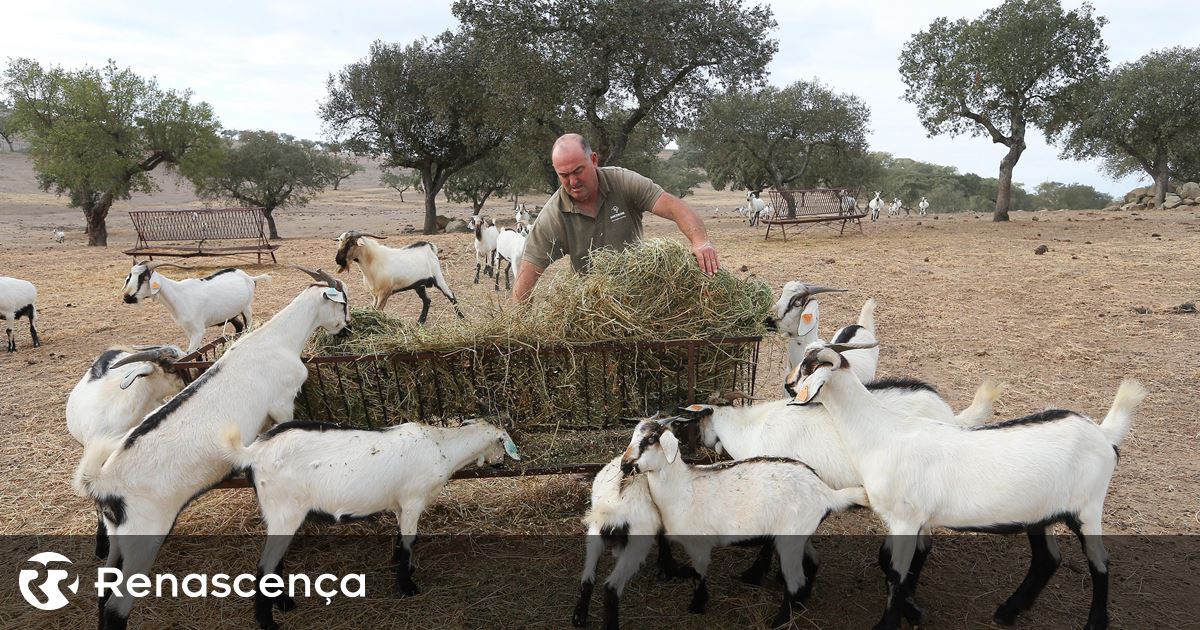 “Há explorações agrícolas sob ameaça de encerrar”, dizem agricultores de Trás-os Montes, Douro e Minho