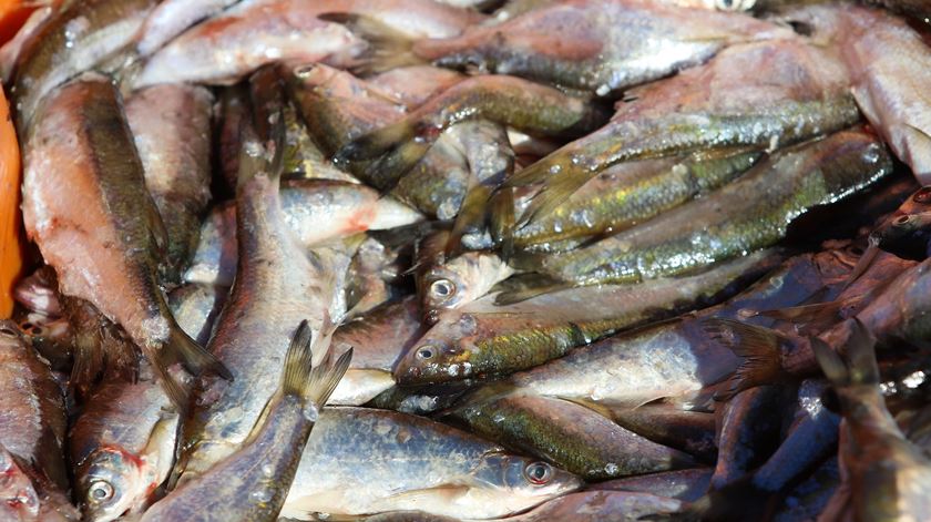 Peixes mortos no Tejo, uma imagem que se repete. Foto: António José/Lusa