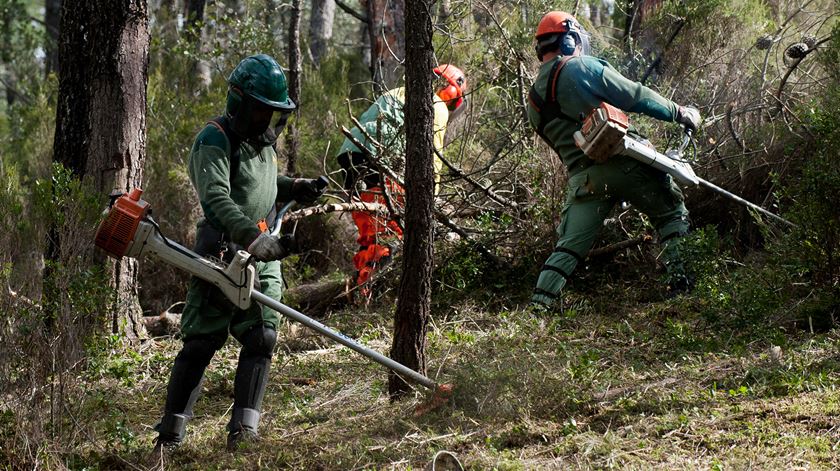 O Governo espera uma "boa adesão" ao programa de limpeza de matas e florestas. Foto: Ricardo Graça/Lusa