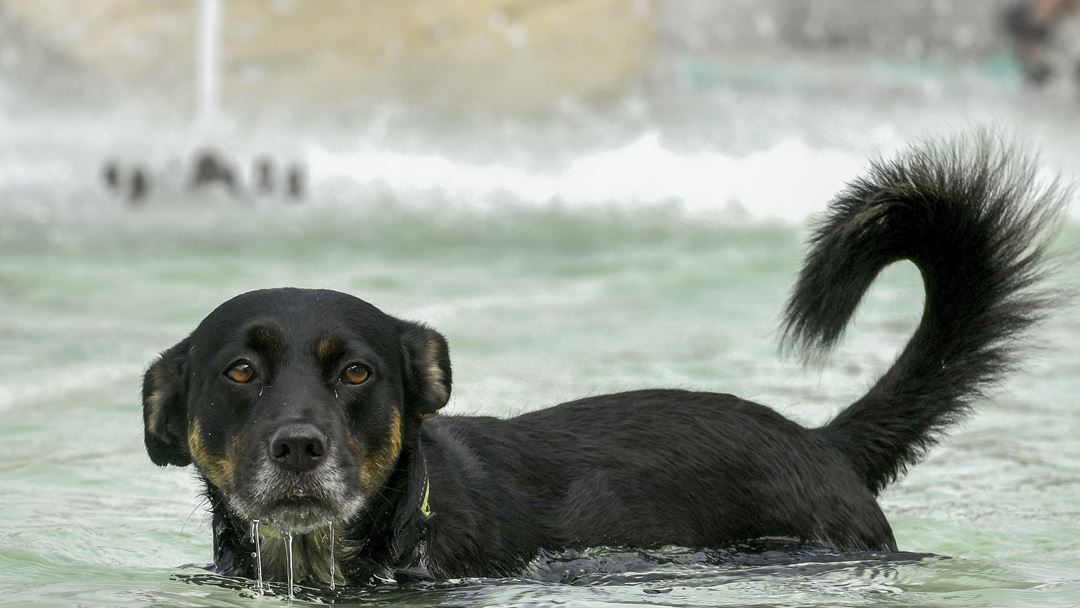 Cão não resiste a dar um mergulho em Braga. Foto: Hugo Delgado/Lusa