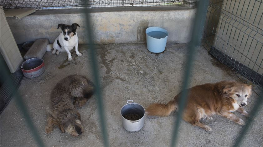 Portugal tem quase um milhão de animais na rua ao abandono