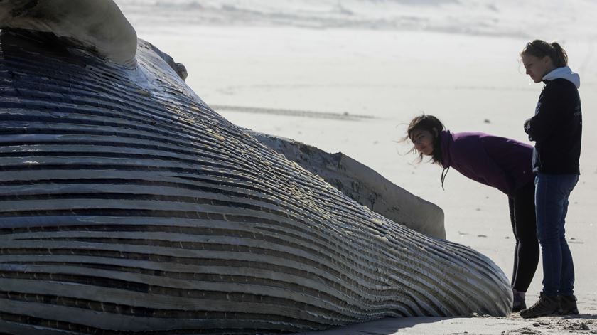 A presença da baleia na praia de Mira desperta curiosidade. Foto: Paulo Novais/Lusa