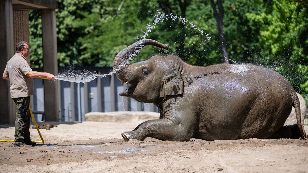 Tratador do Zoo de Berlim dá um banho de mangueira a um elefante. Foto: Jens Schlueter/EPA