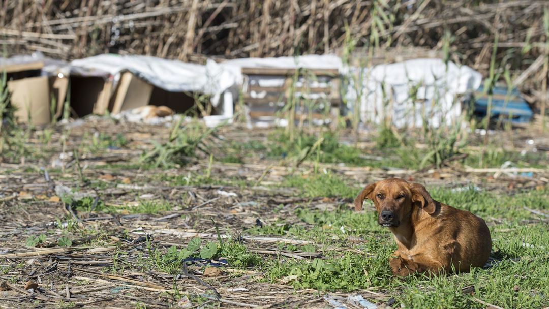 Um total de 70 cães já foram recolhidos este ano. Foto: Tiago Canhoto/Lusa