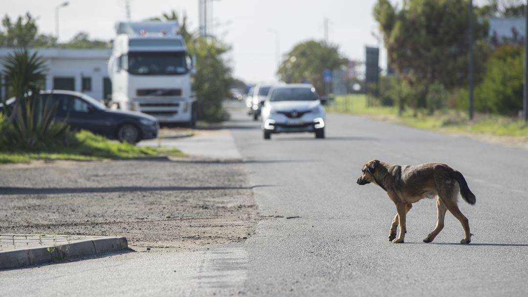 Chegam a concentrar-se 30 cães por matilha. Foto: Tiago Canhoto/Lusa