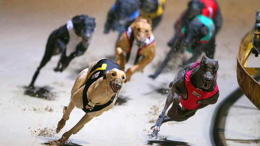 Corridas de galgos podem continuar em Portugal. Foto: David Moir/EPA