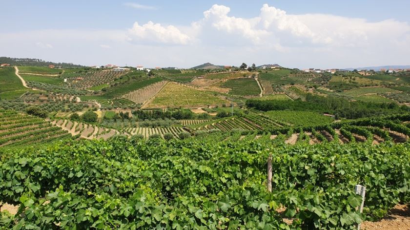 Douro prevê quebras significativas na produção de vinho. Foto: Olímpia Mairos/RR