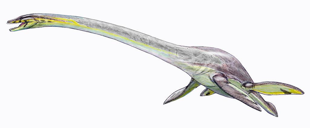 Plesiossauro elasmosaurídeo