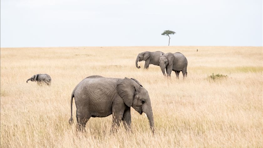 Morte de elefantes no Botsuana é ainda um mistério. Foto: Unsplash