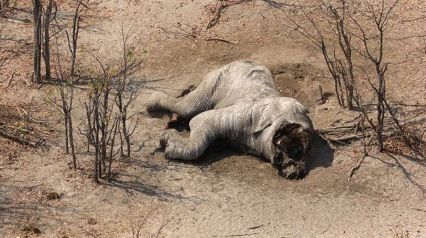 Um elefante bebé encontrado morto sem as presas. Foto: Elephants Without Borders