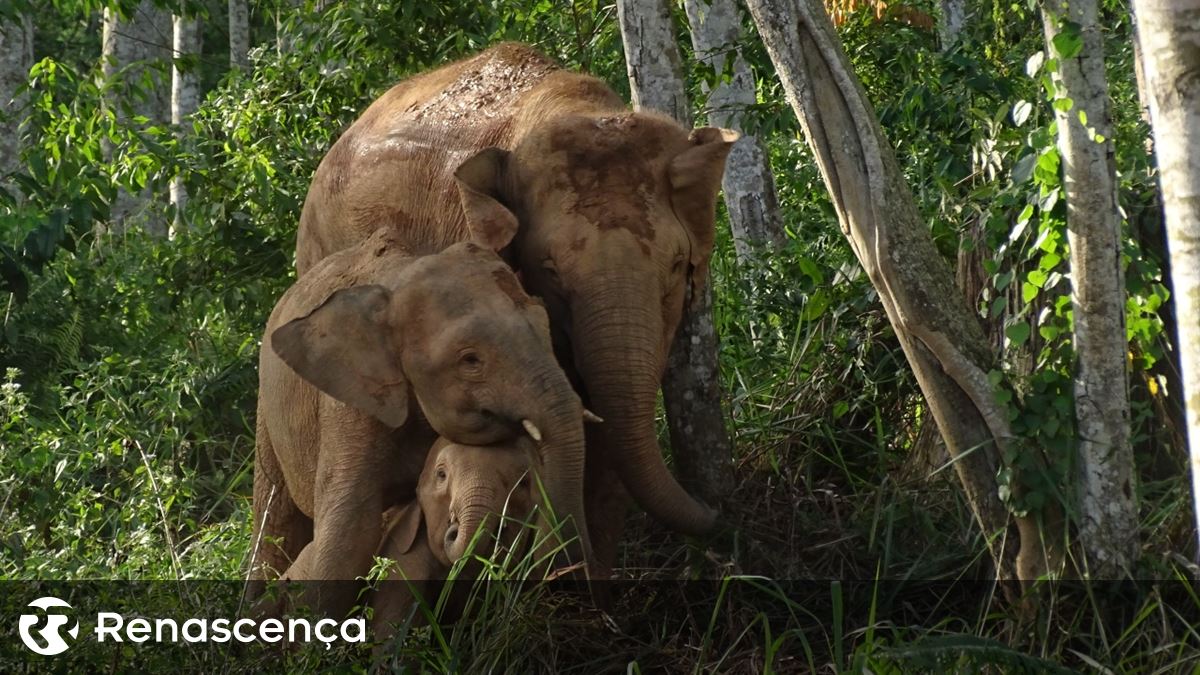 Mais de 45 mil espécies de animais e vegetais estão em risco de extinção