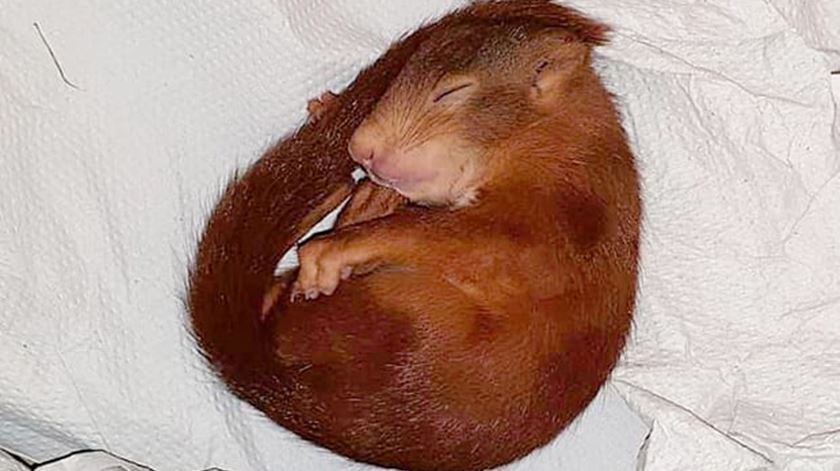 O "infrator" era um esquilo bebé que adormeceu após a "perseguição". Foto: Polícia de Karlsruhe/EPA