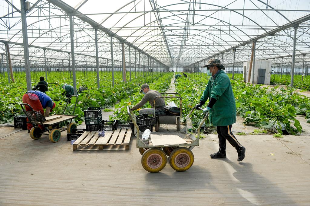 Muitos dos imigrantes no Alentejo trabalham no setor agrícola. Foto: Lusa