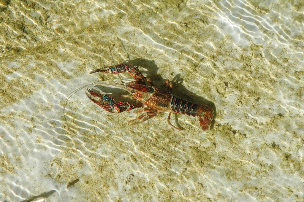 O lagostim-vermelho-da-luisiana é uma das espécies invasoras existentes em Portugal. Foto: Javier Oscoz