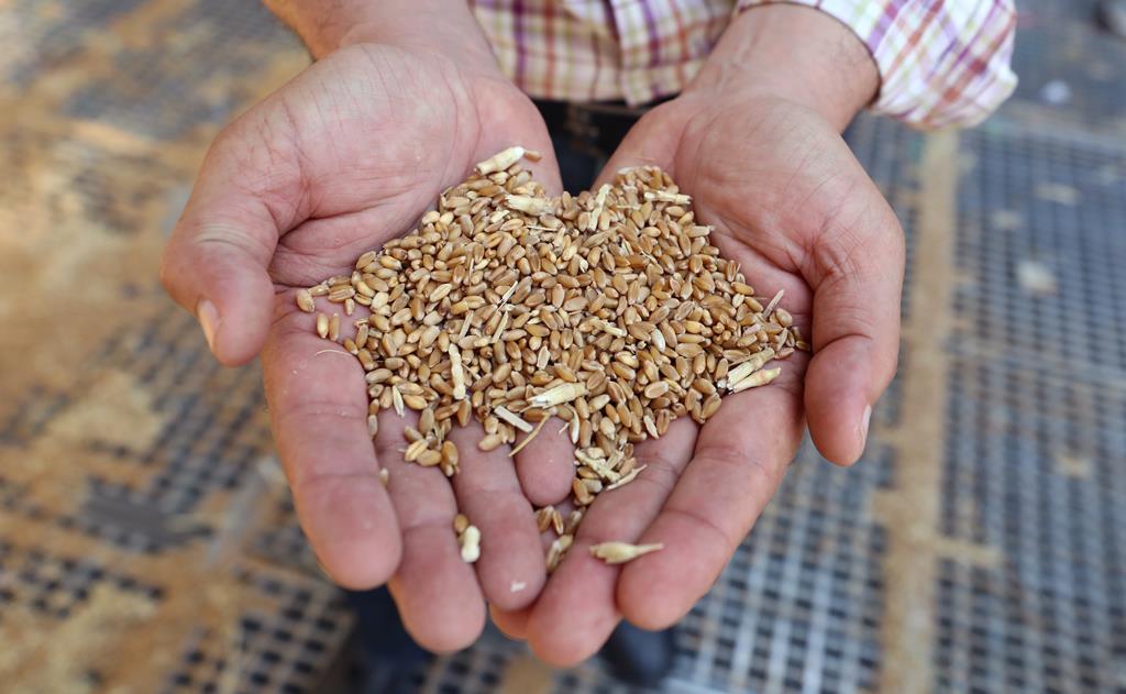 Ucrânia e a Rússia produzem quase um terço do trigo e da cevada do mundo. Foto: Khaled Elifiqi/EPA