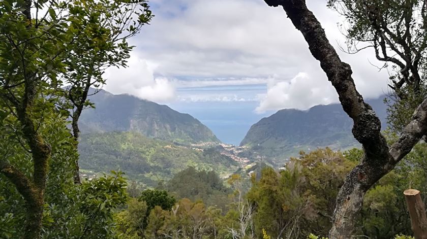 Pode levar 180 anos  a recuperar a floresta da Laurissilva na Madeira