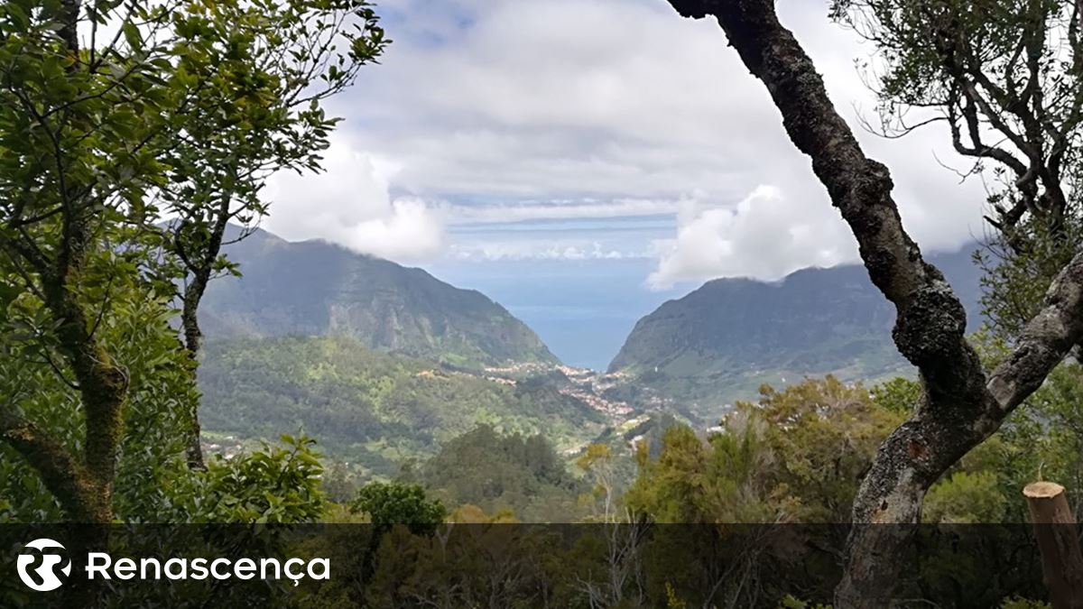 Pode levar 180 anos a recuperar a floresta da Laurissilva na Madeira