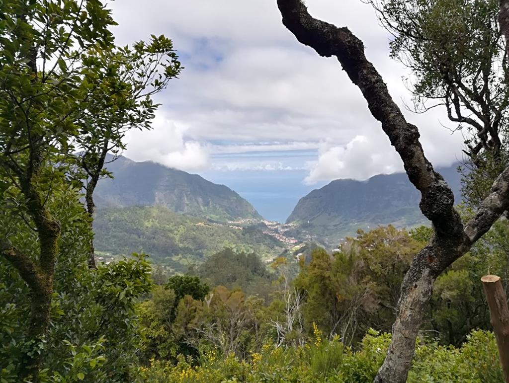 Pode levar 180 anos  a recuperar a floresta da Laurissilva na Madeira, diz Miguel Sequeira