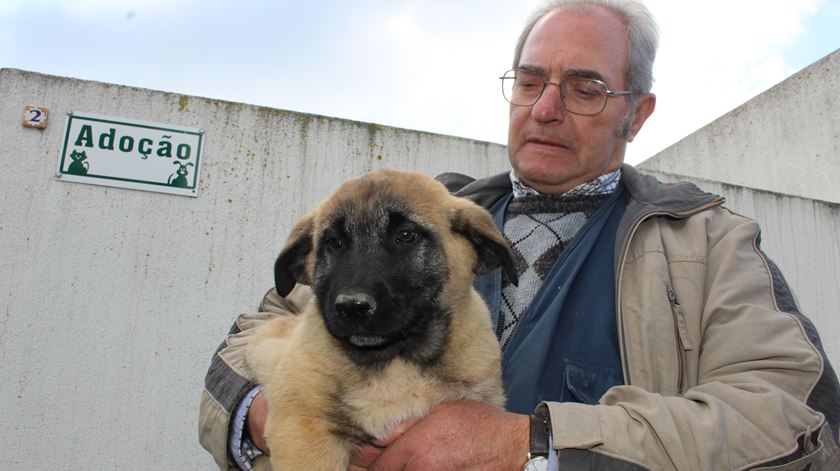 Joaquim Amaral adotou um cão da raça serra da Estrela. Foto: Liliana Carona/RR