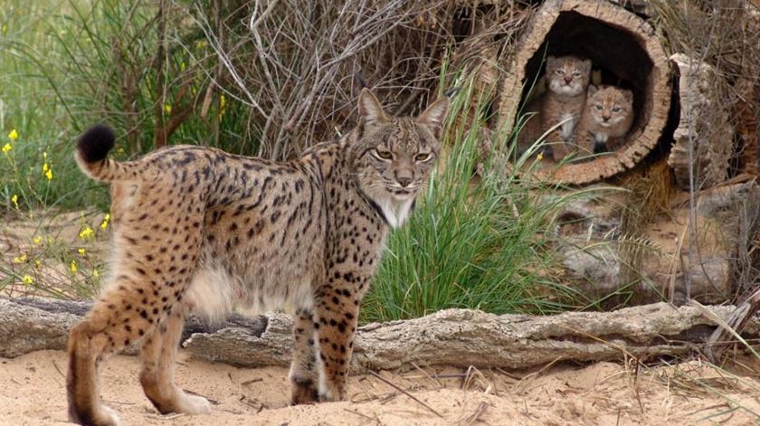 Lince ibérico passou de espécie "em risco" a "vulnerável"