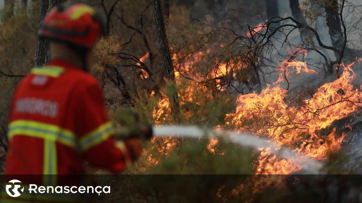 Incêndios. Agosto é já o mês com mais área ardida em 2024