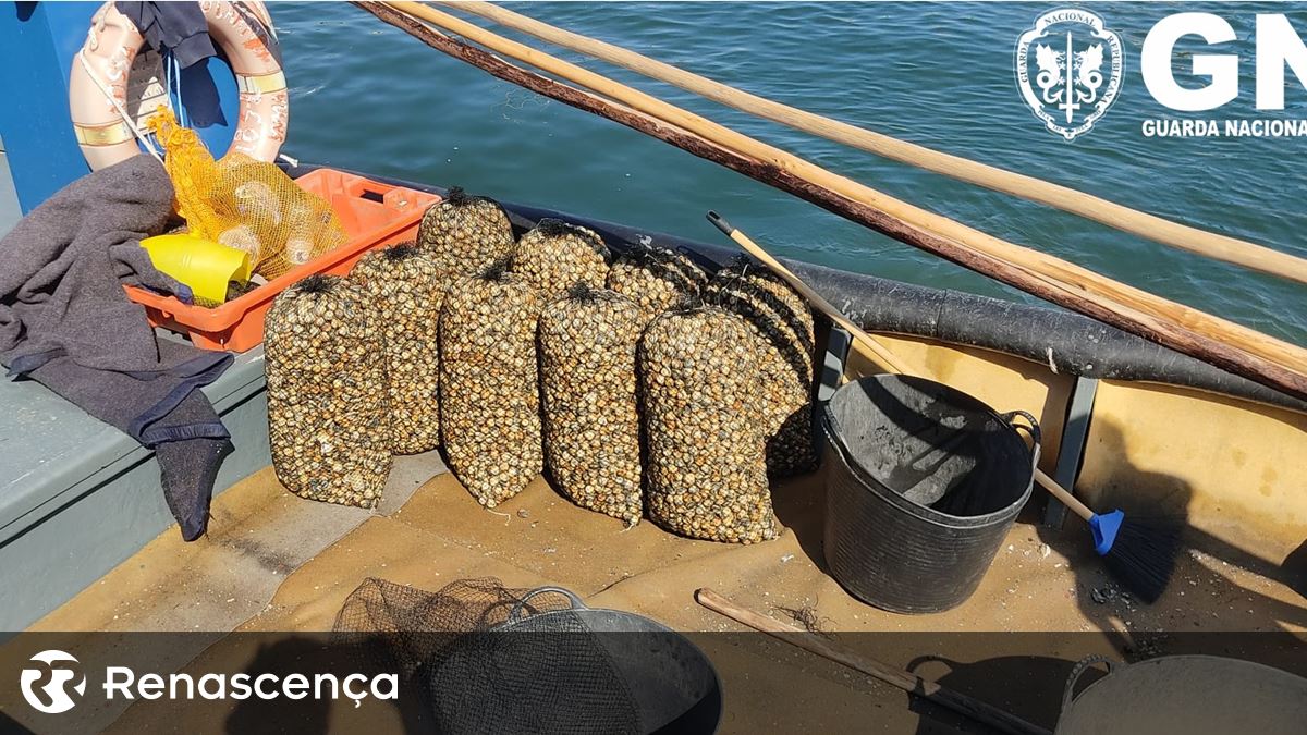 Apreendida quase uma tonelada de berbigão no rio Lima