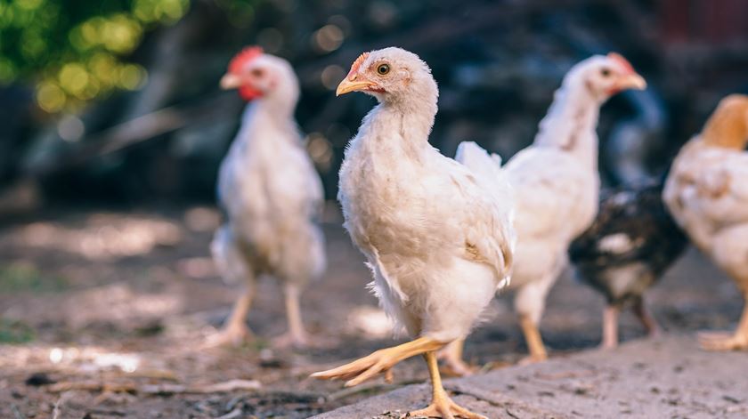 A idosa que contraiu o vírus H7N4 esteve em contacto com aves vivas. 