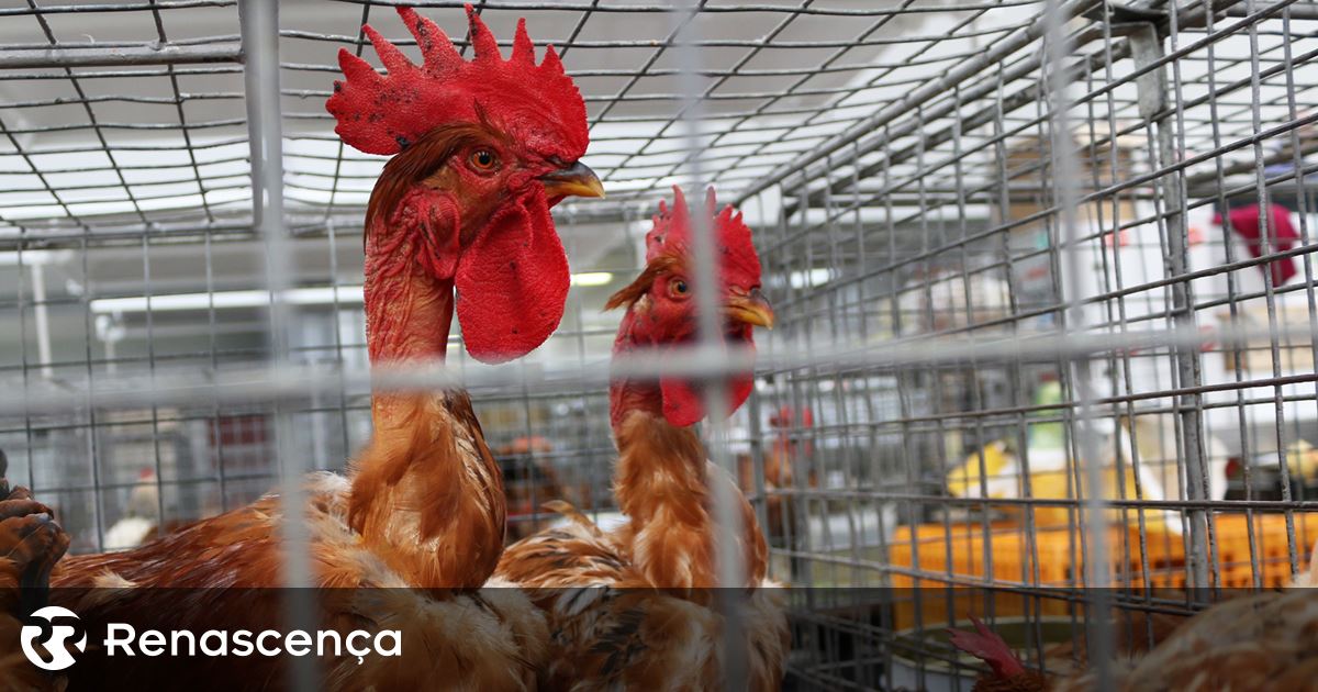 Auchan, Leclerc e Intermarché recolhem frango contaminado em França