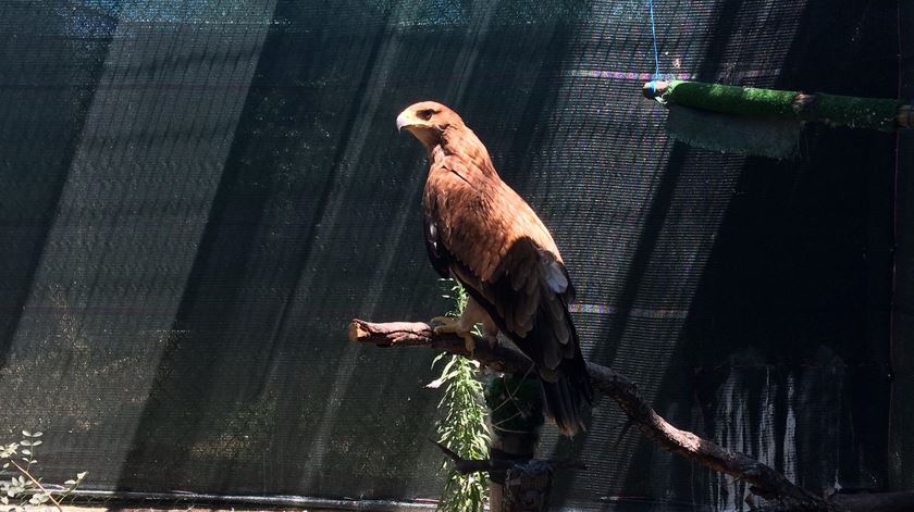 Águia real ibérica, a ave de rapina mais ameaçada da Europa. Foto: CERAS - Quercus.
