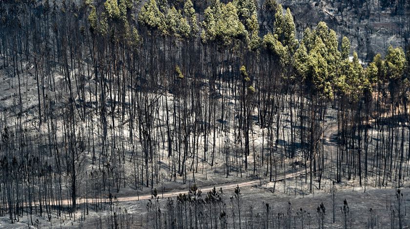 Os seis maiores incêndios foram responsáveis por 100.276 hectares de área ardida, 46,8% do total. Foto: Nuno André Ferreira/Lusa