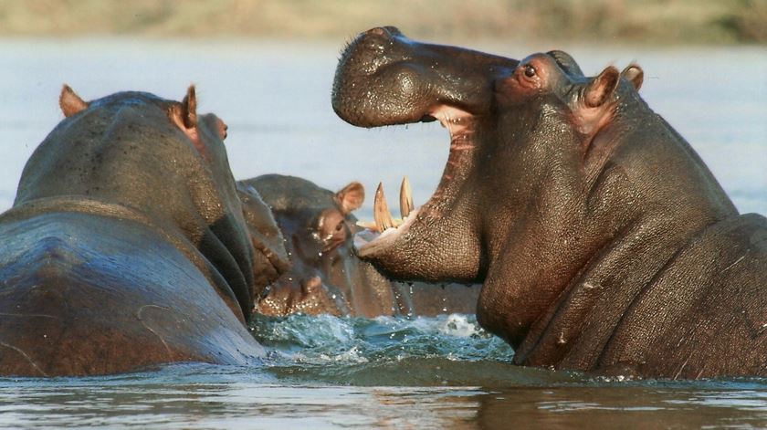 Hipopótamos a brincar. Foto: Jardim Zoológico