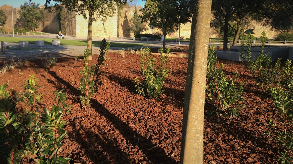 O projeto chama-se "Plantas Nativas na Cidade – Repensar os espaços verdes urbanos”. Foto: Universidade de Évora