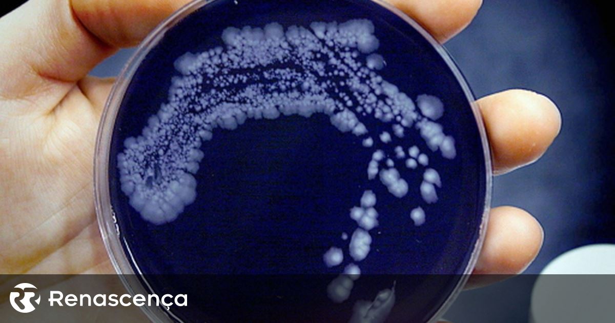 Bactéria Legionella obriga ao encerramento dos duches do Estádio Universitário de Lisboa